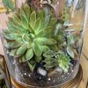 Succulent Terrarium Live Laugh Love