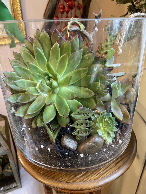 Succulent Terrarium Live Laugh Love