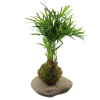 Kokedama Ball