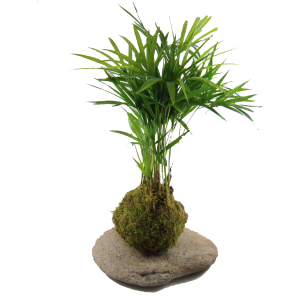 Kokedama Ball