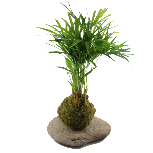 Kokedama Ball